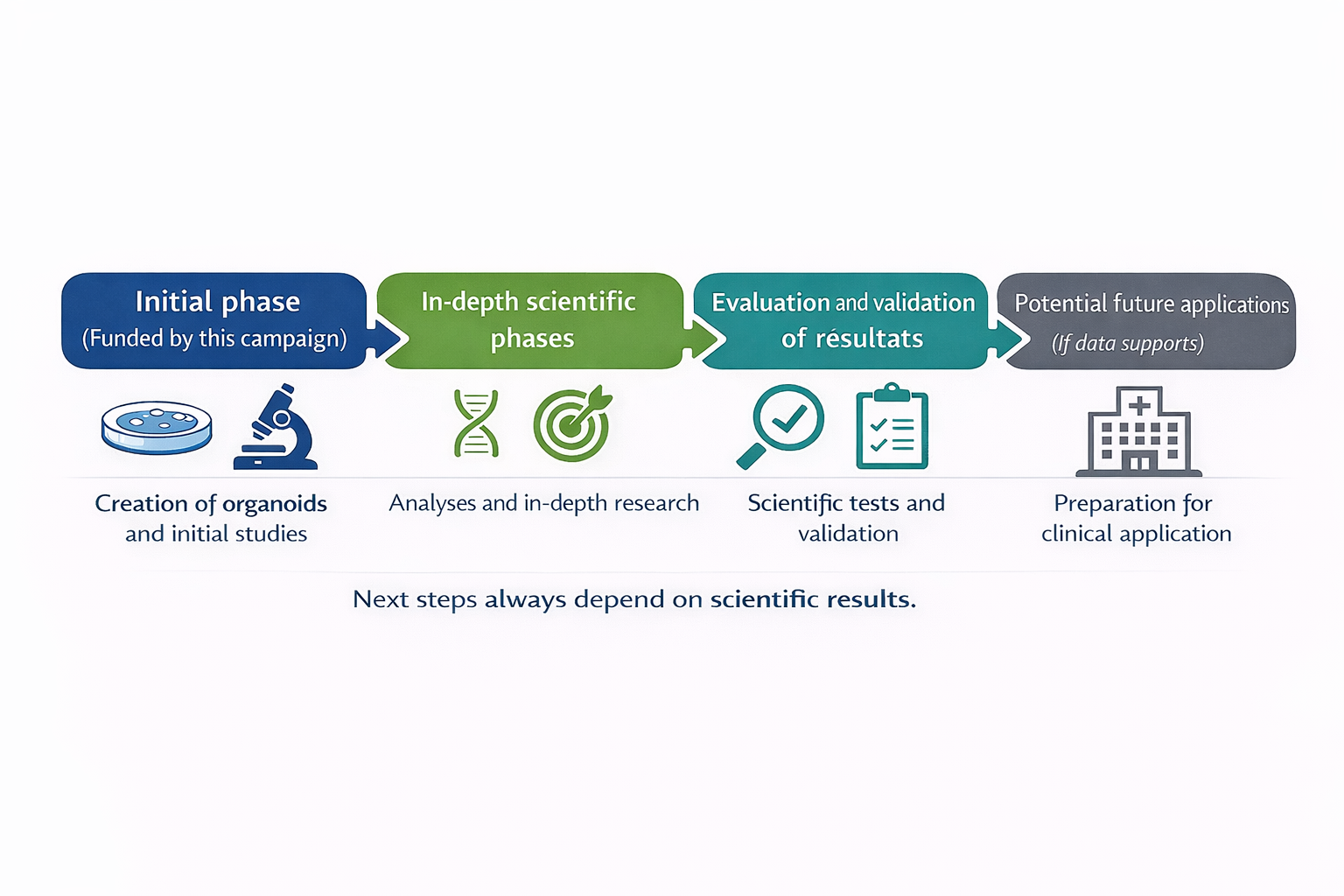 Diagram of the successive stages of the research program
